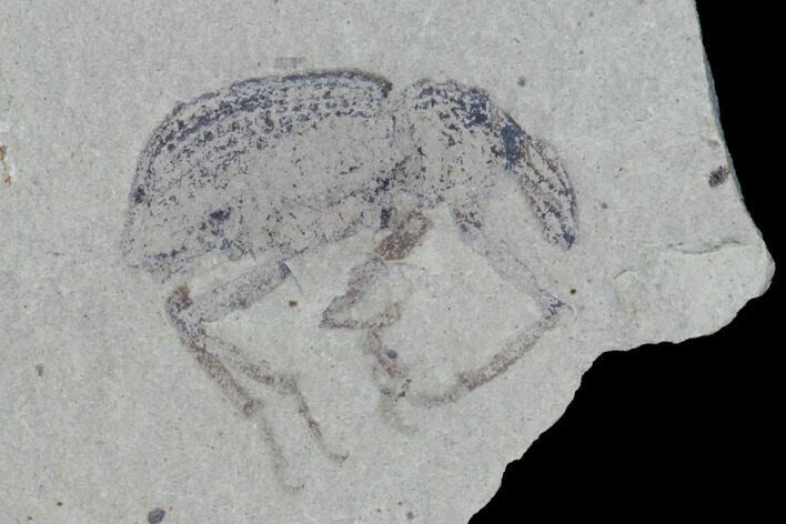 Fossil Weevil (AKA Snout Beetle) - Green River Formation, Utah #94785